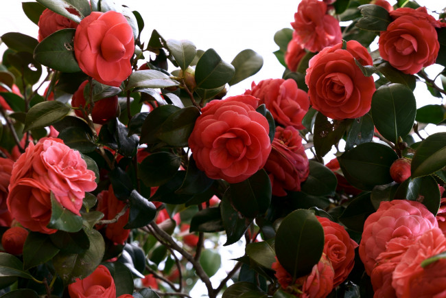 Обои картинки фото цветы, камелии, куст, красные, много
