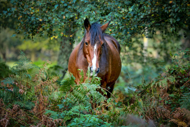 Обои картинки фото животные, лошади, лошадь