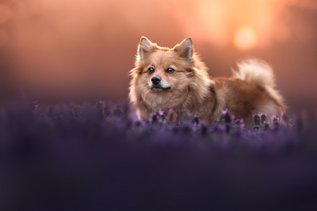 Обои картинки фото животные, собаки, собака