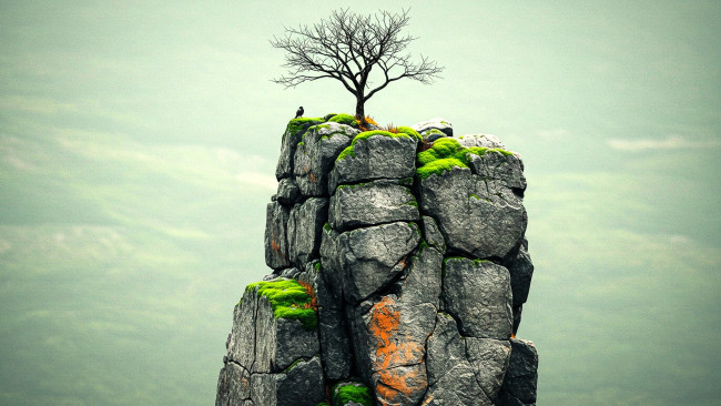 Обои картинки фото природа, горы, дерево, мох, скала, птица, небо, туман