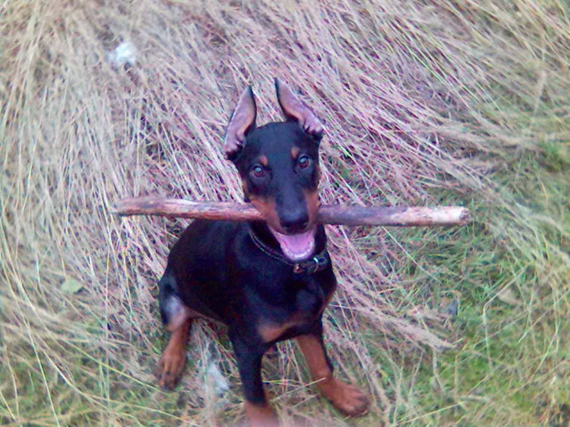 Обои картинки фото лойд, животные, собаки