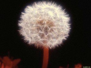 Картинка цветы одуванчики