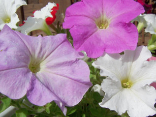 Картинка цветы петунии калибрахоа