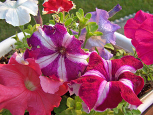 Картинка цветы петунии калибрахоа