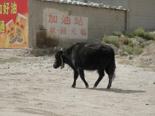 Картинка животные коровы буйволы