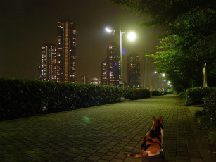 Картинка животные коты