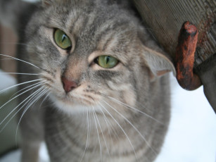 Картинка животные коты