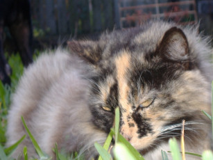 Картинка животные коты