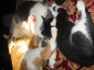 Картинка животные коты