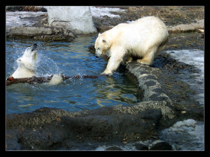 Картинка животные медведи