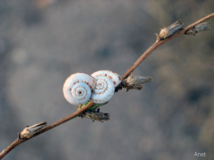 Картинка животные улитки