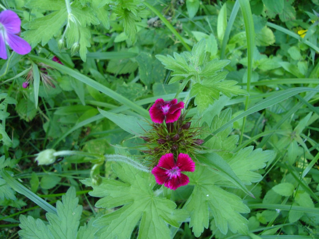 Обои картинки фото цветы, гвоздики