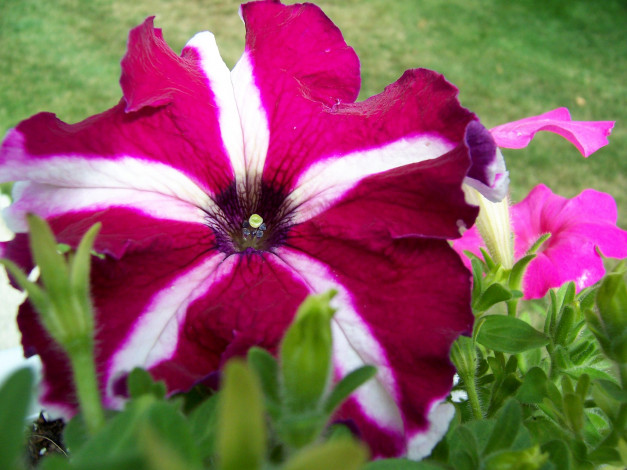 Обои картинки фото цветы, петунии, калибрахоа