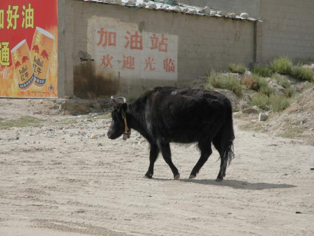 Обои картинки фото животные, коровы, буйволы