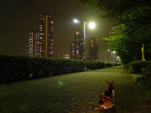 Обои картинки фото животные, коты