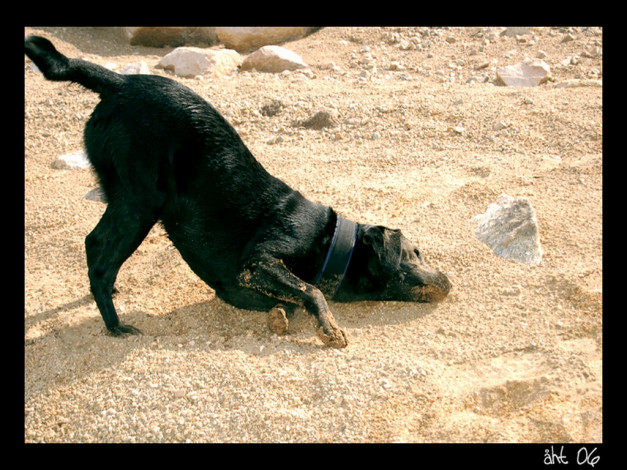 Обои картинки фото животные, собаки