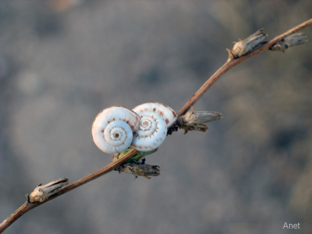 Обои картинки фото животные, улитки