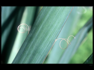 Картинка природа листья