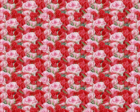 Картинка цветы розы