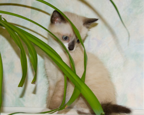 Картинка животные коты