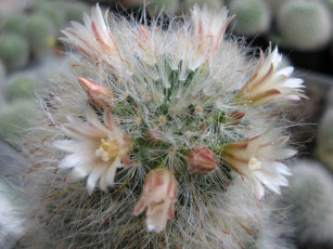 Картинка цветы кактусы