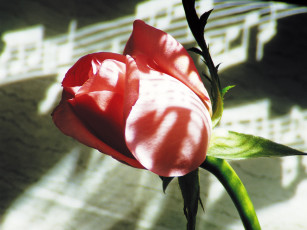 Картинка цветы розы