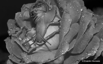 Картинка цветы розы