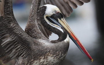 Картинка животные пеликаны