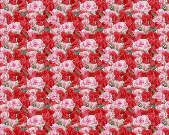 Обои картинки фото цветы, розы