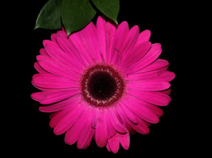 Картинка цветы герберы