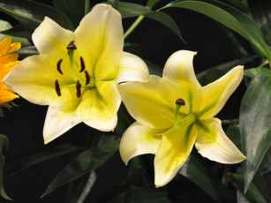 Картинка цветы лилии лилейники