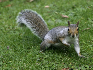 Картинка животные белки