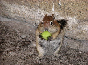 Картинка животные бурундуки