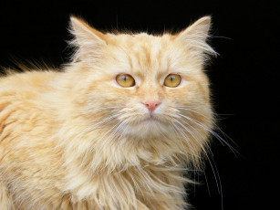 Картинка животные коты