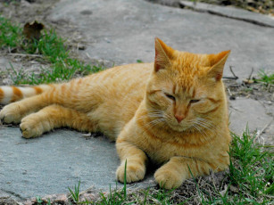 Картинка животные коты