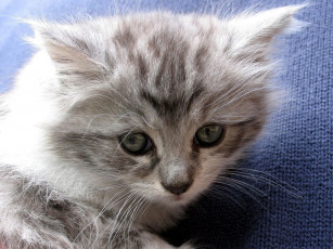 Картинка животные коты