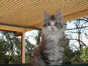 Картинка животные коты