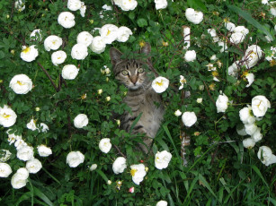 Картинка животные коты