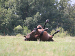 Картинка животные лошади