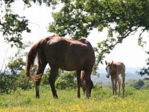 Картинка животные лошади