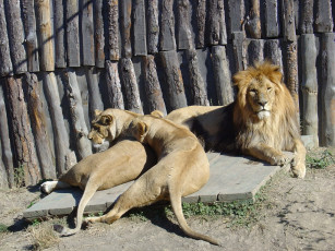 Картинка животные львы
