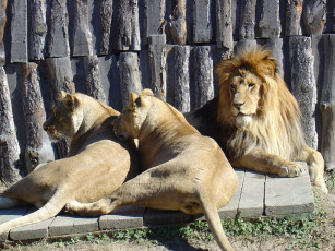 Картинка животные львы