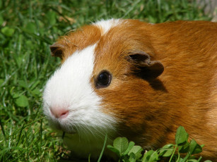 Картинка животные морские свинки хомяки