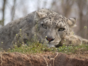 Картинка животные снежный барс ирбис