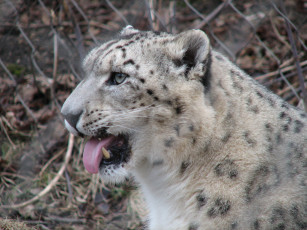 Картинка животные снежный барс ирбис