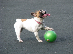 Картинка животные собаки