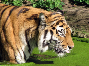 Картинка животные тигры