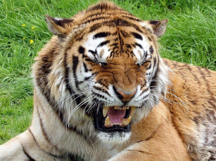 Картинка животные тигры