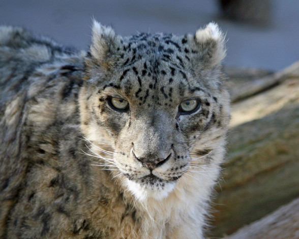 Обои картинки фото животные, снежный, барс, ирбис