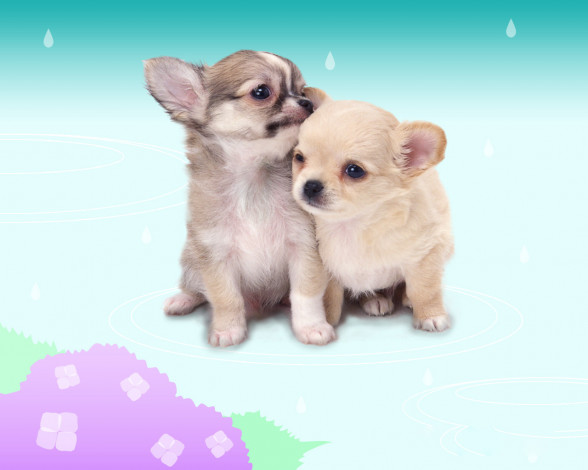 Обои картинки фото животные, собаки